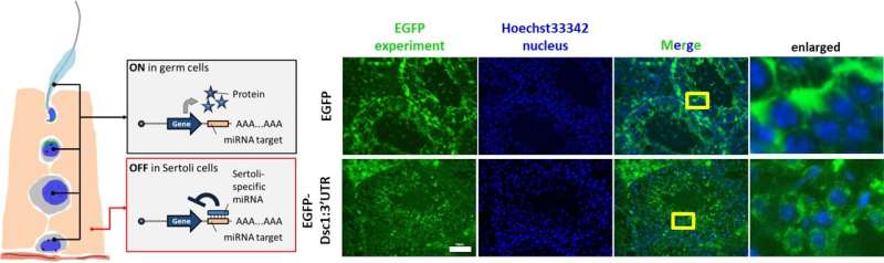 mRNA therapy restores sperm production and fertility in mice