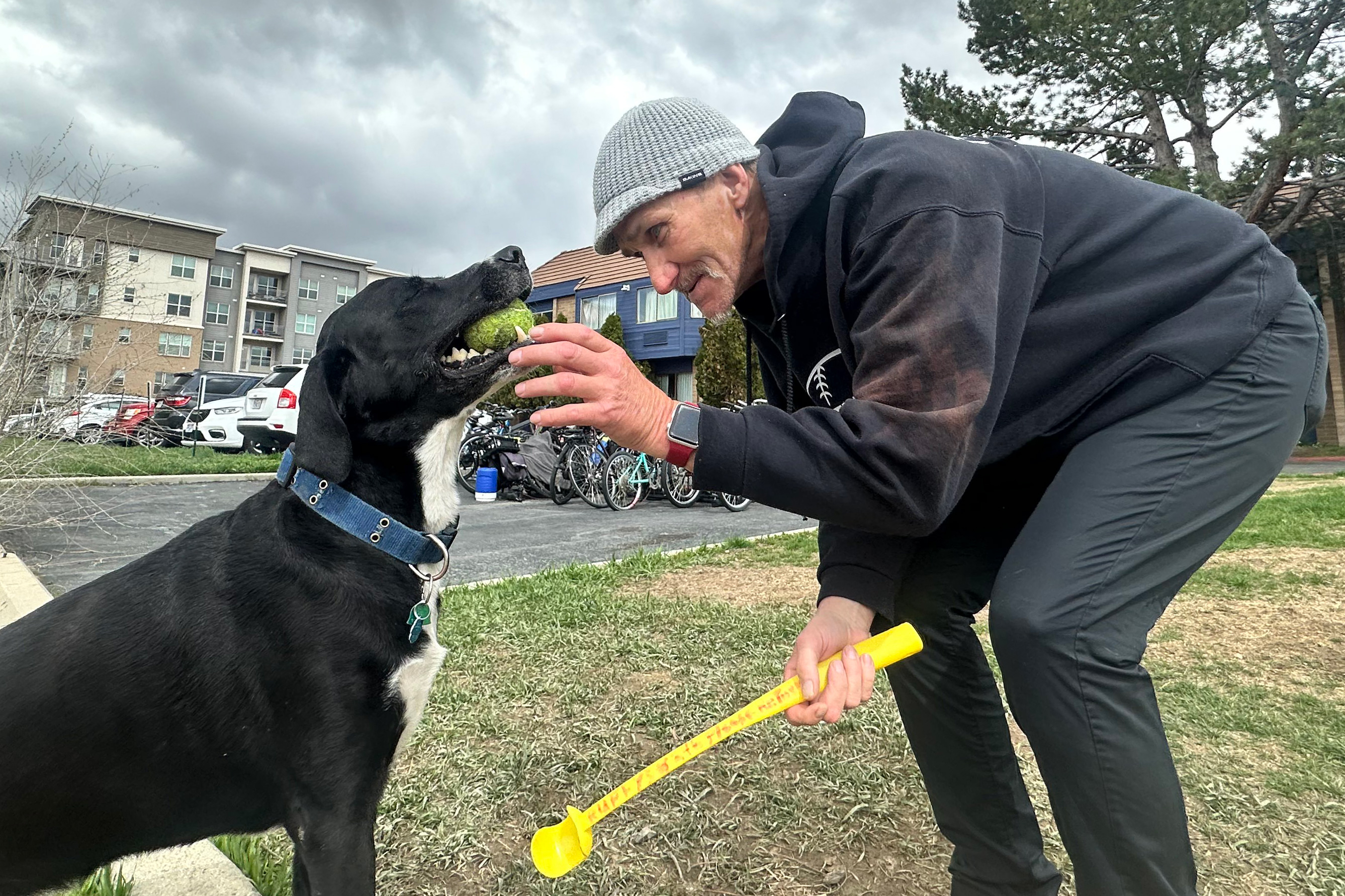 A photo of a man grabbing a tennis ball from his dog's mouth.