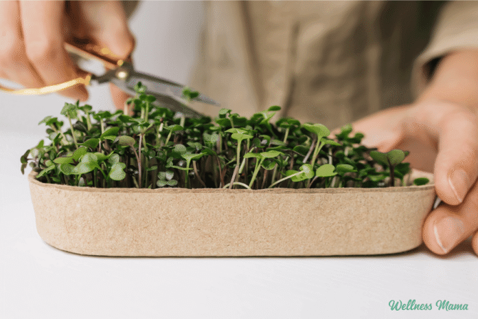 How-to-Grow-Microgreens-at-Home-the-Easy-Way.png
