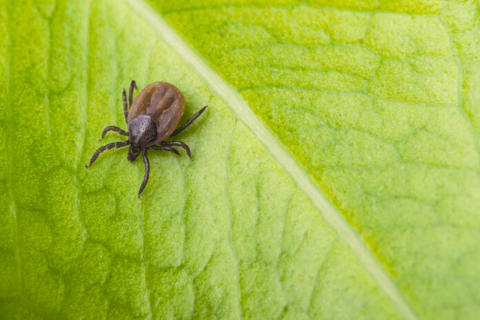 What-are-ticks-and-how-can-you-avoid-being-bitten.jpg