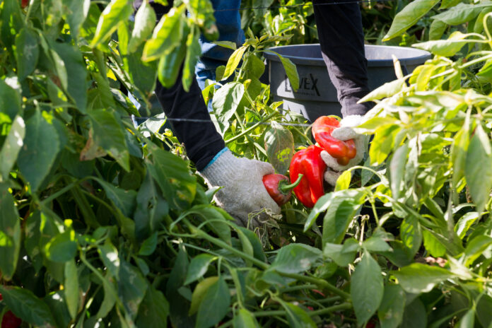 They-Harvest-the-Nations-Food-but-a-New-Rule-May.jpg