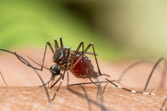 Should-I-be-concerned-that-an-invasive-mosquito-species-has.jpg